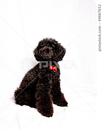 玩具貴賓犬 44667652