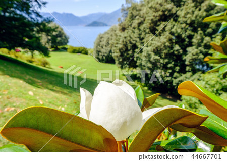 Magnolia white flower in Villa Melzi Garden Magnolia white flower in Villa Melzi Garden 44667701
