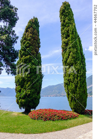 Pillar shaped green trees on Lake Como shore 44667702