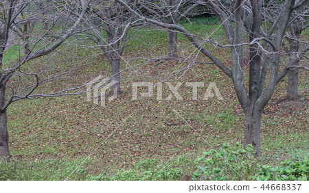 Fall of the park Fall of the park 44668337