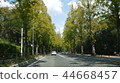 銀杏樹和道路 44668457