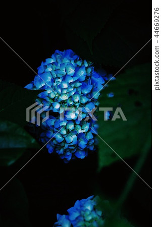 hydrangea   44669276
