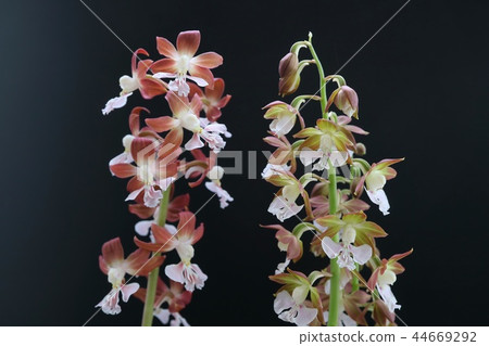 地球Ebine花黑色背景 44669292