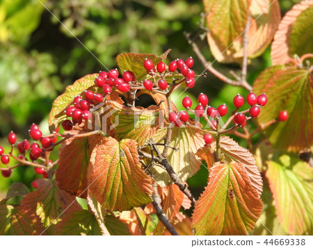 Viburnum 44669338
