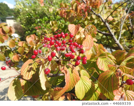 莢burn 莢burn 44669339