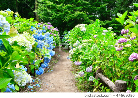 Gomadousan繡球花園（新潟縣） 44669386