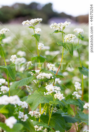 蕎麥花 44670264