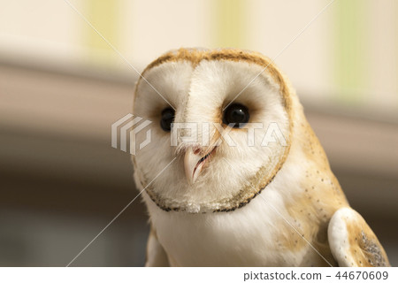 倉owl 倉owl 44670609