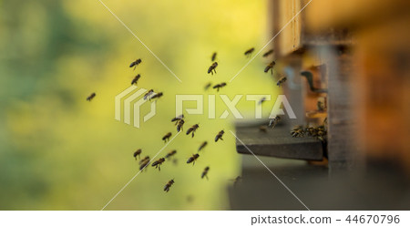 Close up of flying bees. Close up of flying bees. 44670796