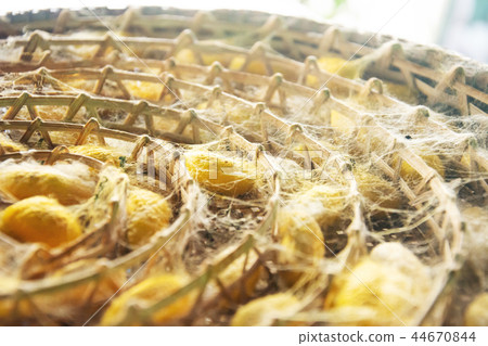 group of silk case worm cocoon color yellow group of silk case worm cocoon color yellow 44670844