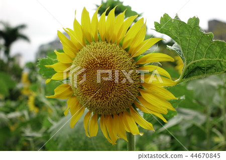 向日葵花,太陽花,向日葵花 向日葵花,太陽花,向日葵花 44670845