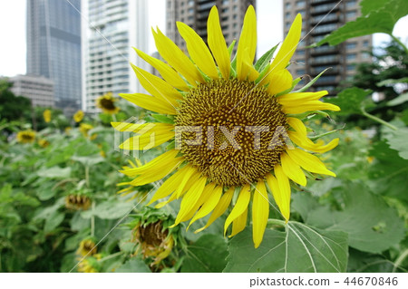 向日葵花,太陽花,向日葵花 向日葵花,太陽花,向日葵花 44670846