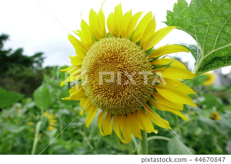 向日葵花,太陽花,向日葵花 向日葵花,太陽花,向日葵花 44670847