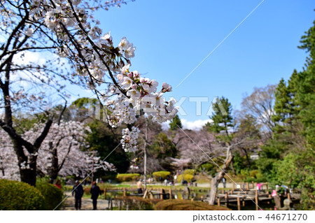 Cherry blossoms at Philosopy Park 44671270