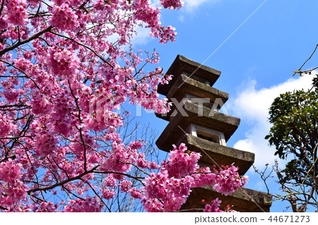 Cherry blossoms in Arai Yakushi Umeshoin Cherry blossoms in Arai Yakushi Umeshoin 44671273