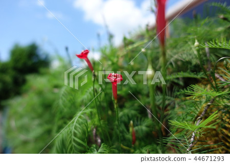 自然環境,花 自然環境,花 44671293