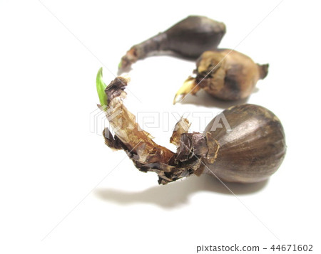 Licorice bulb 44671602