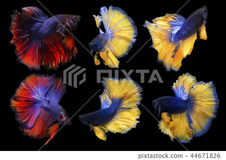 Reaction Form Betta Fish Isolated On Black Reaction Form Betta Fish Isolated On Black 44671826