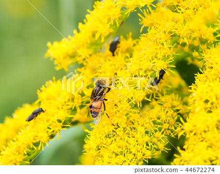 Kigoshishana 44672274