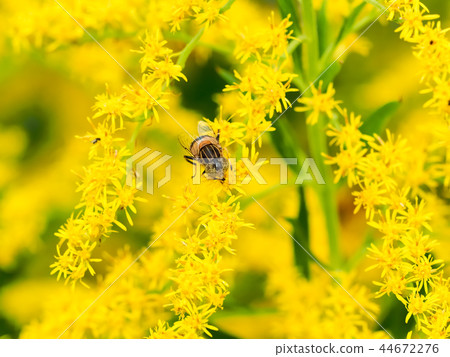 Kigoshishana Kigoshishana 44672276