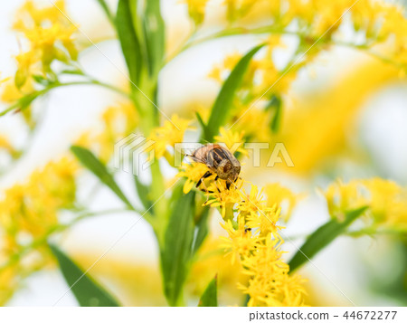 Kigoshishana 44672277