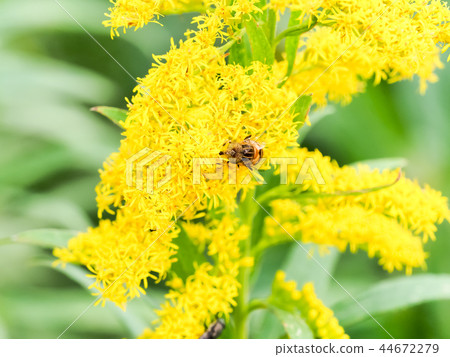 Kigoshishana 44672279