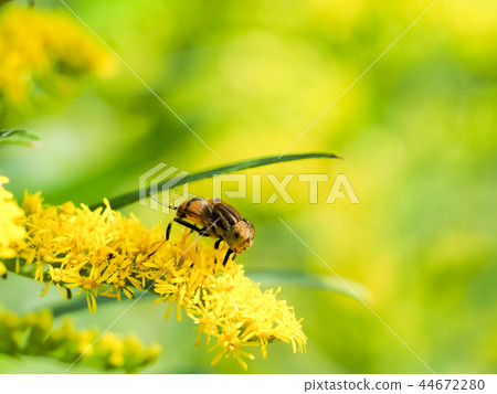 Kigoshishana 44672280