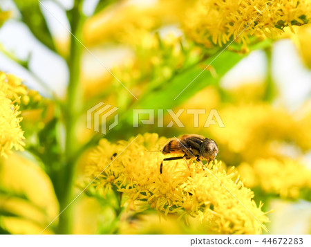 Kigoshishana 44672283