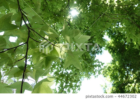 Spring, maple 44672302