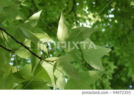 Spring, maple 44672303