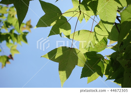 Spring, maple 44672305