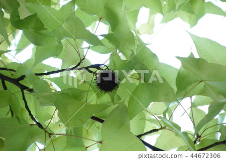 Spring, persimmon 44672306