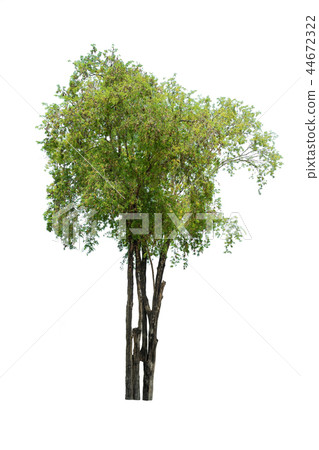 Trees isolated on white background 44672322