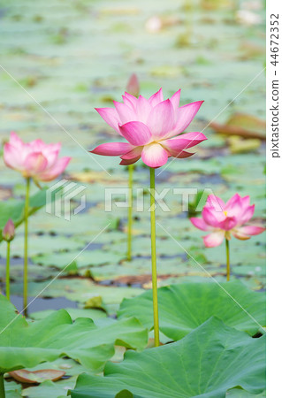 pink lotus blooming among lush leaves in pond 44672352