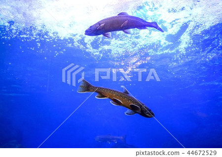 山水族館 44672529