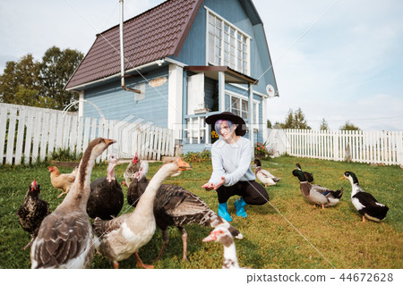 A young girl feeds domestic birds, ducks, hens, geese, turkeys in the yard of a rural house. A young girl feeds domestic birds, ducks, hens, geese, turkeys in the yard of a rural house. 44672628