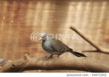 Australian Birds Usukibato Australian Birds Usukibato 44672948