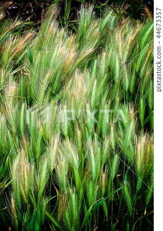 Background of Green Wheat Background of Green Wheat 44673357