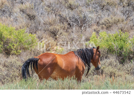 Beautiful Wild Horse Beautiful Wild Horse 44673542