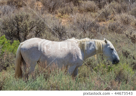 Beautiful Wild Horse 44673543