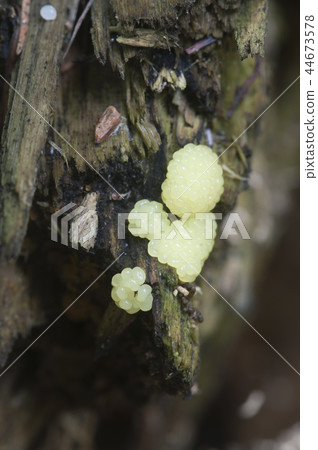 Ceratiomyxa fruticulosa slime mould 44673578