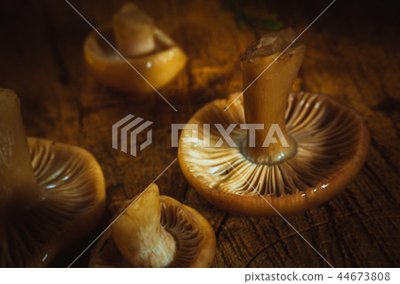 mushrooms russula close up on a stump mushrooms russula close up on a stump 44673808