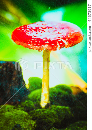 beautiful red with white spots mushroom on moss beautiful red with white spots mushroom on moss 44673917