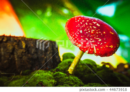 beautiful red with white spots mushroom on moss 44673918