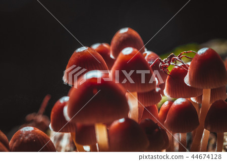 many little mushrooms on a tree stump close-up 44674128