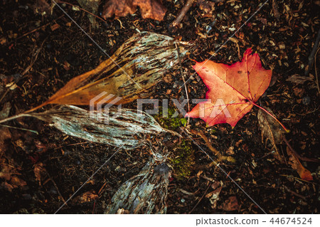 autumn leaves yellow and green on the ground 44674524