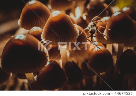 Spider on a small mushroom   blurred background 44674525