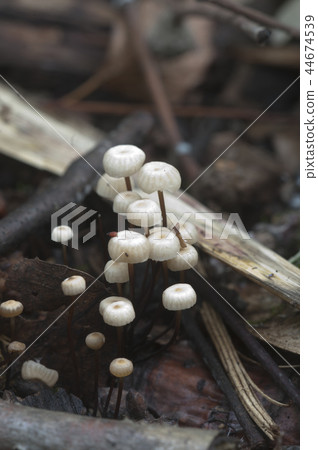 Marasmius wettsteinii musrooms Marasmius wettsteinii musrooms 44674539