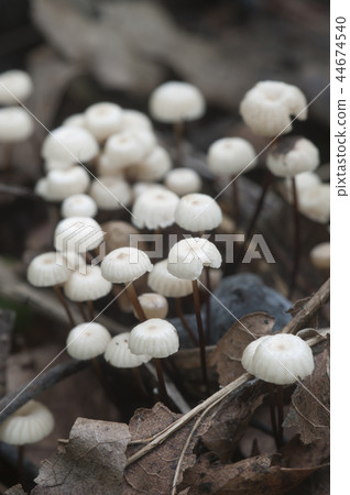 Marasmius wettsteinii musrooms Marasmius wettsteinii musrooms 44674540