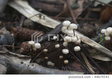 Marasmius wettsteinii musrooms Marasmius wettsteinii musrooms 44674541